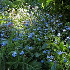 Vergissmeinnicht Abbild Des Fruhlingshimmels In 2020 Vergissmeinnicht Zierpflanzen Pflanzen