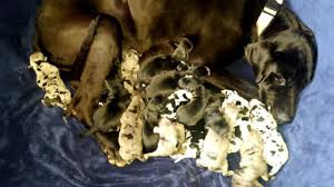 See more ideas about puppies, dane, great dane puppy. Animal Hospital Delivers 19 Great Dane Puppies Abc7 New York
