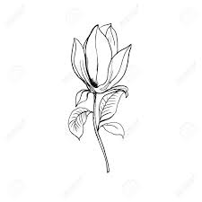 #magnolia #stamps #flowers gold embossed flower outline. Blossom Of Magnolia Hand Draw Sketch Outline Flower And Leaves Royalty Free Cliparts Vectors And Stock Illustration Image 140045129
