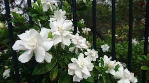 Gardenia Flower Floraqueen