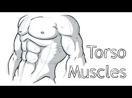 Download files and build them with your 3d printer, laser cutter, or cnc. How To Draw Torso Anatomy Youtube