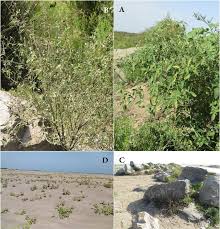 Image result for Solanum chenopodioides