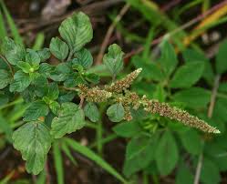 Image result for Amaranthus blitum
