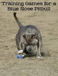 Training Games For A Blue Nose Pitbull Dog Biting Training Puppy Training Blue Nose Pitbull