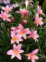 Image result for Zephyranthes minuta