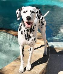 Jackson The Dalmatian Dalmatian Dog Dog Education Puppy Dalmatian Puppy Cute Dogs And Puppies Dalmatian