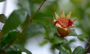 Ciao,ho delle cipolline che fanno un fiore bianco a forma di stella,lo stello è come quello dell'erba cipollina ma più. Hortus Pagina 18 Orto Weblog