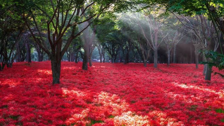 영광불갑산상사화축제 照片 5