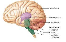 Justanothersciencenerd Brain Stem Brain Anatomy