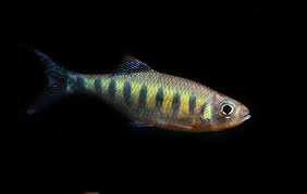 This fish is cool and not common and i love them, especially in this tank! Barilius Ardens Seriously Fish