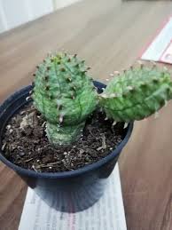 Sukulent Sukulent Cicek