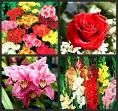 Growing cut flowers for profit. Cut Flowers Production Franchise Business And Entrepreneur