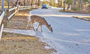 Does hitting a deer raise your insurance. Deer Car Accident What To Do If You Hit A Deer With Your Car