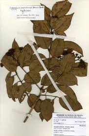 Image result for Syzygium owariense