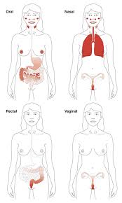 Mucosal Immunity And Vaccines Nature Medicine