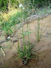 Image result for Ascolepis capensis