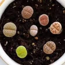 Shop all cacti & succulents plants from largest cactus & succulents nursery. Buy Cactuses And Succulents Plants Online India Clayie Com