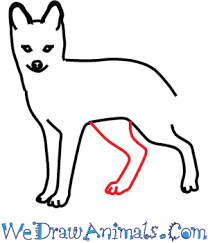 See more ideas about fox art, fox drawing, anime. How To Draw A Grey Fox