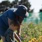 Bee Valley Flower Farm Tours event image