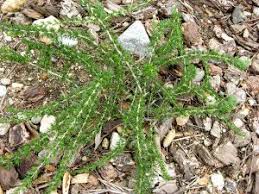 Image result for Chascanum adenostachyum