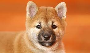 Shib token is ticker symbol of shiba inu ecosystem that nothing but experiment to building community. Shiba Inu Puppy Costs Real Breeder Examples Prices
