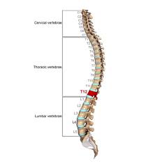 Mariam stepanyan, art director 27th december 2019. Thoracic Vertebrae Definition Function Structure Biology Dictionary
