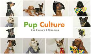 The first 12 weeks of a puppy's life are incredibly important. Pup Culture Dog Daycare Grooming Reviews Facebook