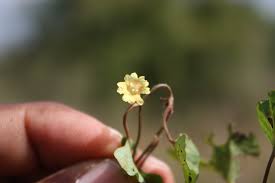 Image result for Merremia emarginata