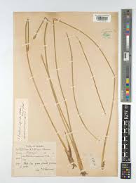 Image result for Eleocharis mutata