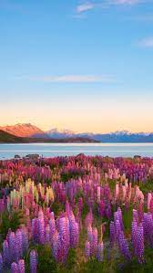 Jun 08, 2021 · * a brief history of new zealand's many collapsing bridges. Lake Tekapo New Zealand Nature Photography Beautiful Landscapes Beautiful Nature
