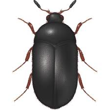 Basement Black Beetle Bug In House Black Carpet Beetle Pest Control Bayer