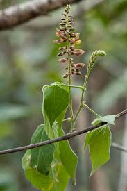 Image result for Rhynchosia sordida