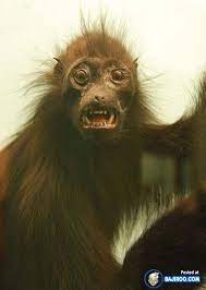 Pin On Monkey Business