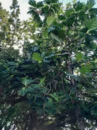Image result for Artocarpus