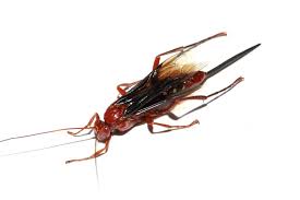 The great black wasp is a strikingly large, black wasp with smoky black wings that shine with blue iridescence. Red Wasp Ultimate Guide How To Get Rid Of Red Wasps Naturally