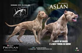 Pin On Dog Breeds