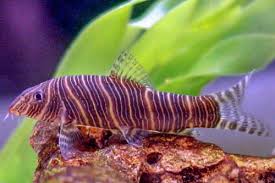 Dojo Loach: Deliver The Best Care For Your Weather Reporter - Badman'S  Tropical Fish