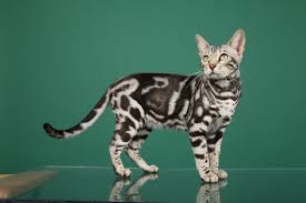 Well, hypoallergenic is a bit of a misnomer — there are. Are Bengal Cats Hypoallergenic Bengal Cat Care