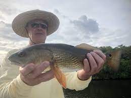 Redfish Caught On Daiwa Saltist Backbay 3000 Red Fish Inshore Fish