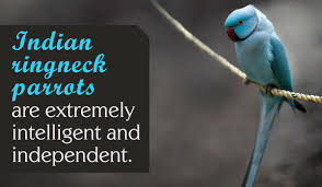 We did not find results for: Pet Diaries Learning How To Care For An Indian Ringneck Parrot Bird Eden