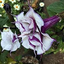 Pin On Garden