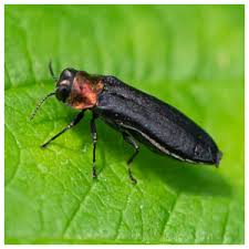 By cuttings in spring and by seeds. Pest Borer Control Stop Boring Larvae From Damaging Your Plants