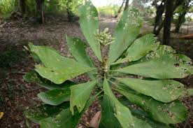 Image result for Anthocleista