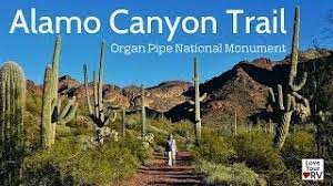 More untouched and lush (for a desert that is) than more easily accessed american sw desert parks, organ pipe cactus national monument was created to protect its namesake. Alamo Canyon Trail Organ Pipe National Monument Youtube