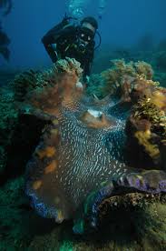 Image result for Tridactyle gentilii