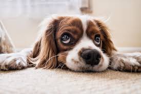 5 Signs Your Dog May Be Lactose Intolerant The Dog People By Rover Com