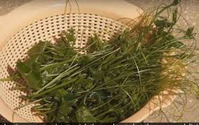 Image result for Coccinia subsessiliflora