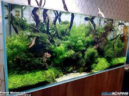 Aquarium Nature Aquarium Aquarium Planted Aquarium