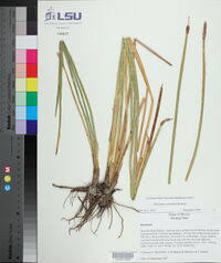 Image result for Eleocharis confervoides