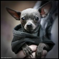 My Next Baby Shall Be A Grey Short Hair Chihuahua Love Chihuahua Dog Parade